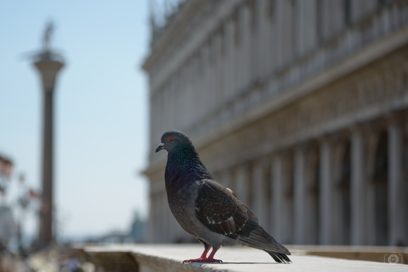 Venetian Pigeon Background - High-quality free Photo in cattegory Art / Backgrounds from FreeArtBackgrounds.com