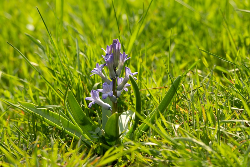 Violet Hyacinth Flower In Green Grass Background - High-quality free Photo in cattegory Flowers / Backgrounds from FreeArtBackgrounds.com