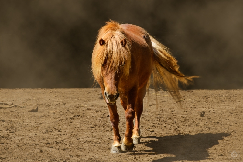 Walking Horse Background - High-quality free Photo in cattegory Animals / Backgrounds from FreeArtBackgrounds.com