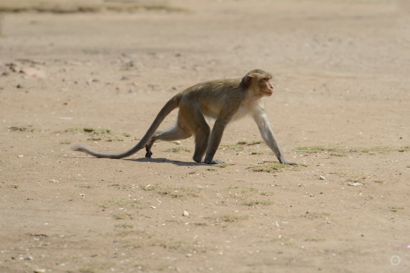 Walking Monkey Background - High-quality free Photo in cattegory Animals / Backgrounds from FreeArtBackgrounds.com