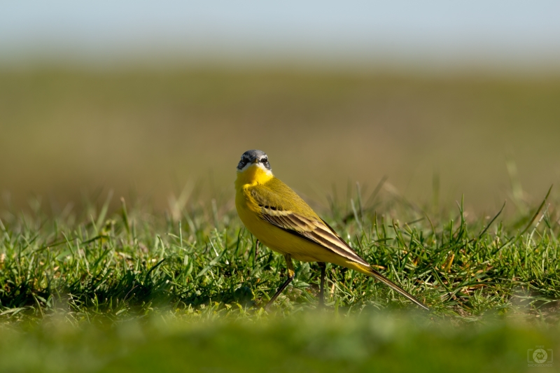 Western Yellow Wagtail Small Bird In Fresh Green Grass - High-quality free Photo in cattegory Birds / Backgrounds from FreeArtBackgrounds.com