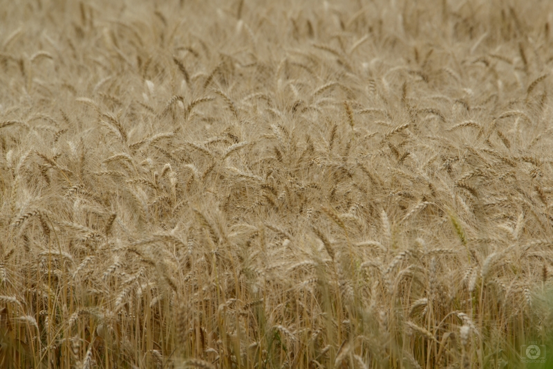 Wheat Field Texture - High-quality free Photo in cattegory Textures / Backgrounds from FreeArtBackgrounds.com