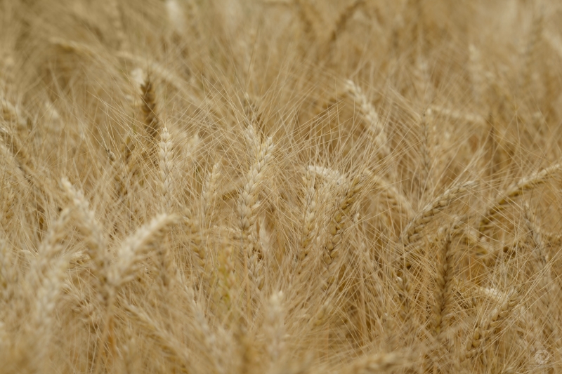 Wheat Texture - High-quality free Photo in cattegory Textures / Backgrounds from FreeArtBackgrounds.com