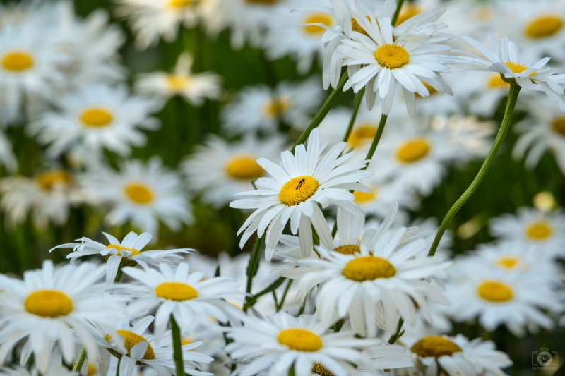 White Daisies Background - High-quality free Photo in cattegory Flowers / Backgrounds from FreeArtBackgrounds.com