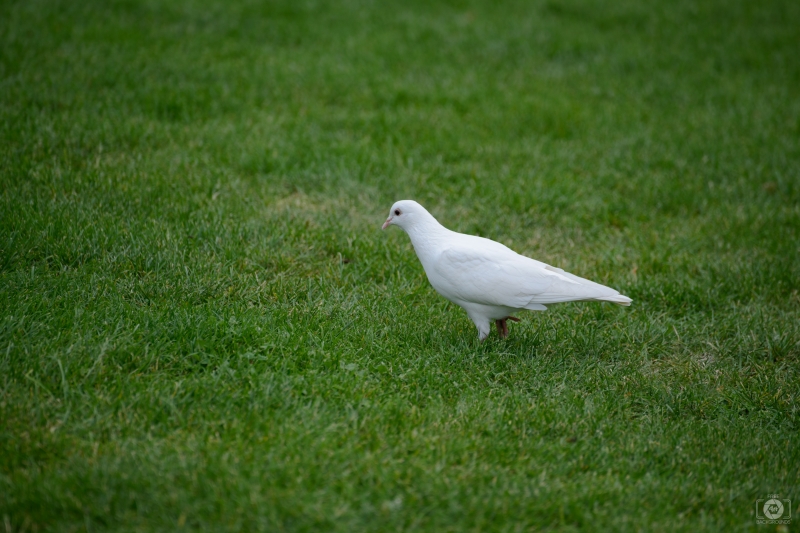 White Dove Background - High-quality free Photo in cattegory Birds / Backgrounds from FreeArtBackgrounds.com