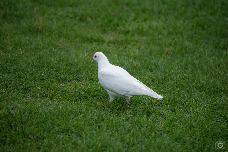White Dove and Grass Background - High-quality free Photo in cattegory Birds / Backgrounds from FreeArtBackgrounds.com