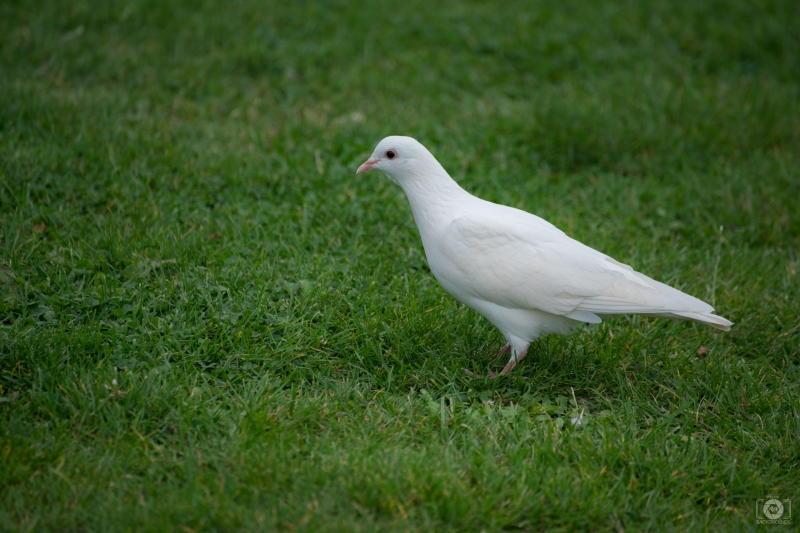 White Dove on Green Grass Background - High-quality free Photo in cattegory Birds / Backgrounds from FreeArtBackgrounds.com