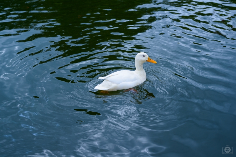 White Duck Background - High-quality free Photo in cattegory Birds / Backgrounds from FreeArtBackgrounds.com