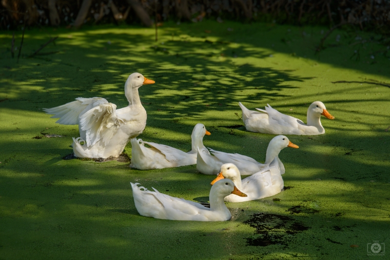 White Ducks Background - High-quality free Photo in cattegory Birds / Backgrounds from FreeArtBackgrounds.com