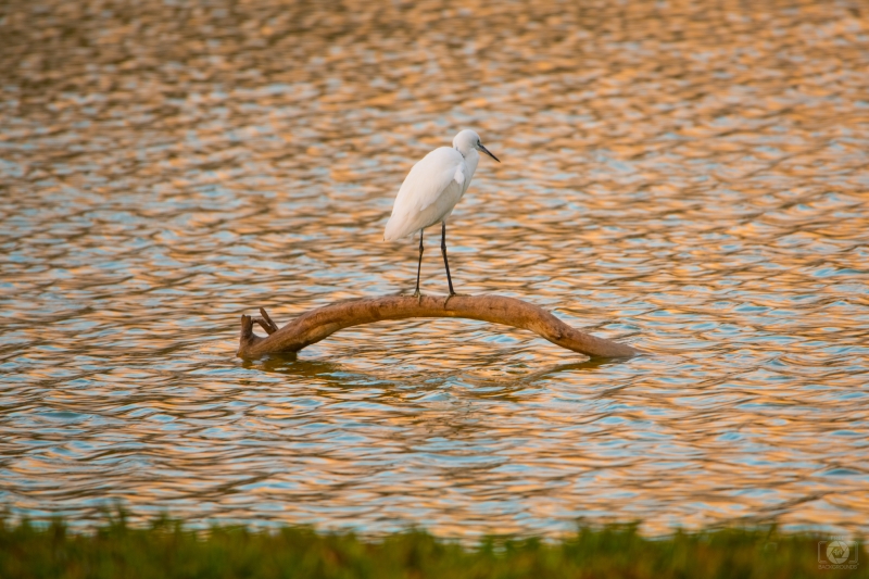 White Heron at Sunset Lake Background - High-quality free Photo in cattegory Birds / Backgrounds from FreeArtBackgrounds.com