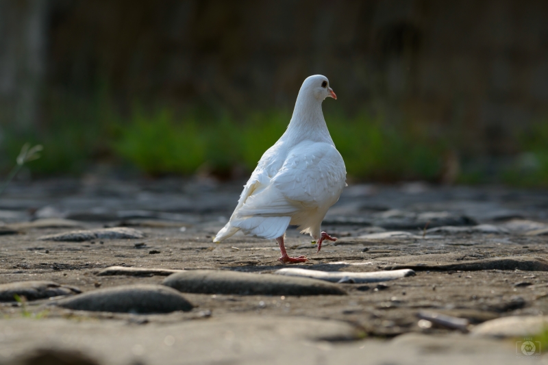 White Pigeon Background - High-quality free Photo in cattegory Birds / Backgrounds from FreeArtBackgrounds.com