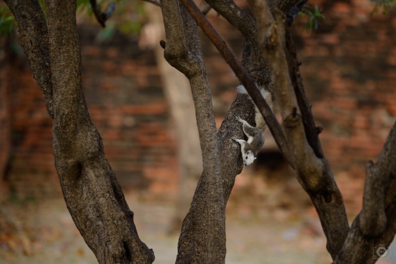 White Squirrel on Tree Background - High-quality free Photo in cattegory Animals / Backgrounds from FreeArtBackgrounds.com