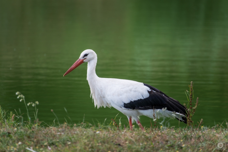 White Stork Background - High-quality free Photo in cattegory Birds / Backgrounds from FreeArtBackgrounds.com