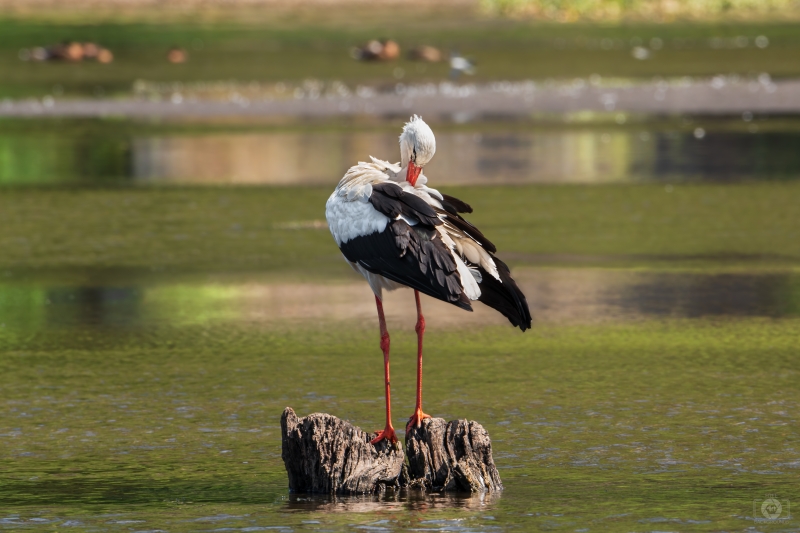White Stork Stands On A Tree Stump In The Lake - High-quality free Photo in cattegory Birds / Backgrounds from FreeArtBackgrounds.com
