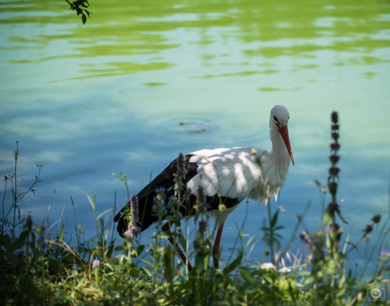 White Stork with Lake Background - High-quality free Photo in cattegory Birds / Backgrounds from FreeArtBackgrounds.com