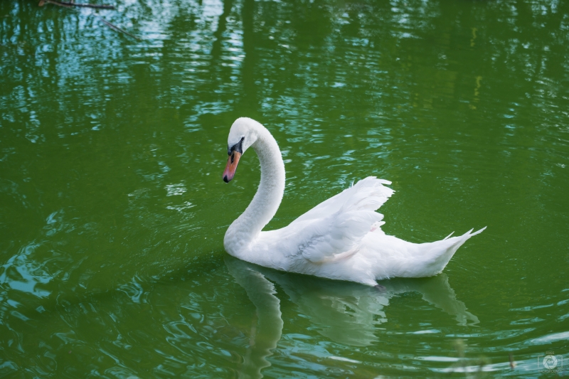 White Swan Floating on Water Background - High-quality free Photo in cattegory Swans / Backgrounds from FreeArtBackgrounds.com
