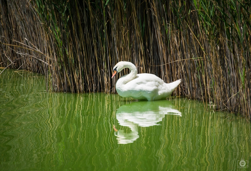 White Swan In Pond Background - High-quality free Photo in cattegory Swans / Backgrounds from FreeArtBackgrounds.com