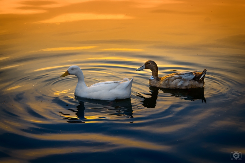 White and Brown Ducks Sunset Background - High-quality free Photo in cattegory Birds / Backgrounds from FreeArtBackgrounds.com