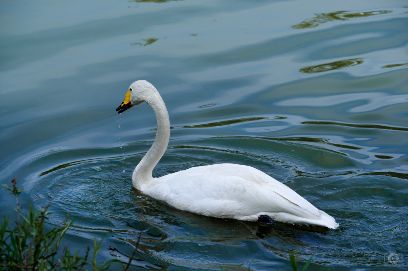 Whooper Swan Background - High-quality free Photo in cattegory Swans / Backgrounds from FreeArtBackgrounds.com