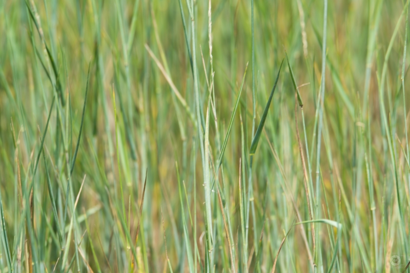 Wild Grass Texture - High-quality free Photo in cattegory Textures / Backgrounds from FreeArtBackgrounds.com