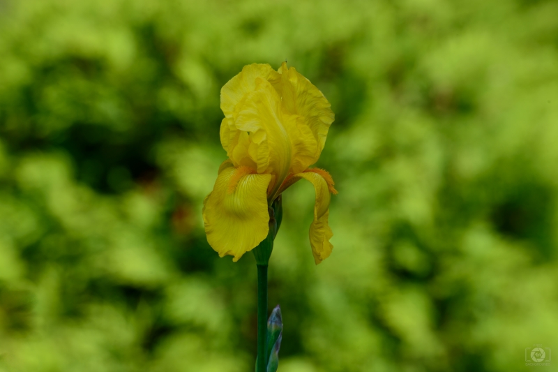 Yellow Iris Background - High-quality free Photo in cattegory Flowers / Backgrounds from FreeArtBackgrounds.com