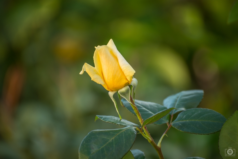 Yellow Rose Bud Background - High-quality free Photo in cattegory Roses / Backgrounds from FreeArtBackgrounds.com