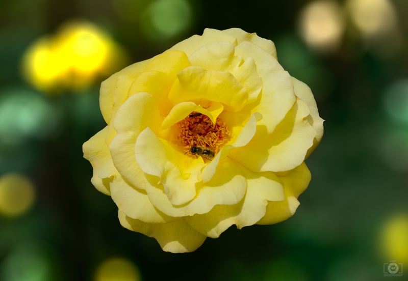 Yellow Rose with Bee Background - High-quality free Photo in cattegory Roses / Backgrounds from FreeArtBackgrounds.com