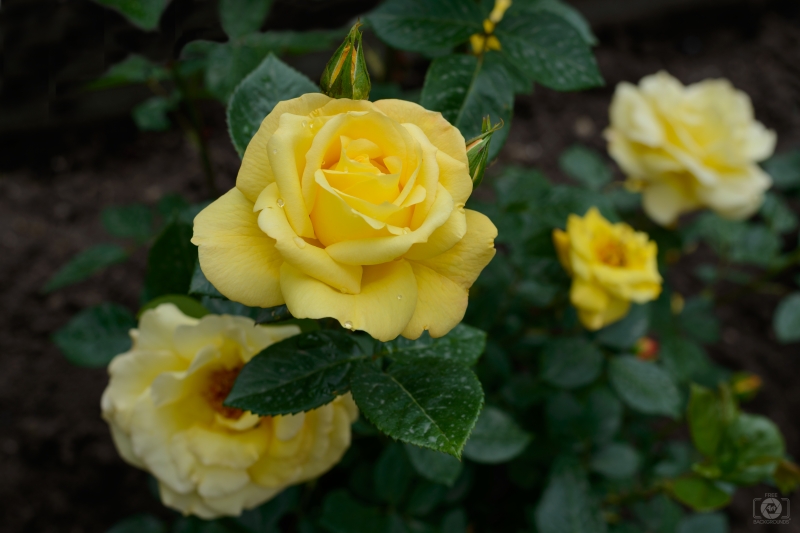 Yellow Roses Background - High-quality free Photo in cattegory Roses / Backgrounds from FreeArtBackgrounds.com