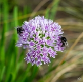 Allium Flower and Bumblebees Background - High-quality free Photo from FreeArtBackgrounds.com