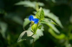 Asiatic Dayflower Background - High-quality free Photo from FreeArtBackgrounds.com