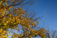 Autumn Leaves and Sky Background - High-quality free Photo from FreeArtBackgrounds.com