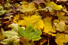 Autumn Leaves on the Ground Background - High-quality free Photo from FreeArtBackgrounds.com