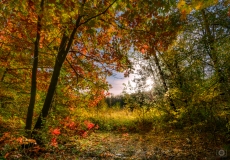 Autumn Trees Background - High-quality free Photo from FreeArtBackgrounds.com