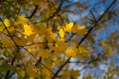 Autumn Yellow Leaves Background  - High-quality free Photo from FreeArtBackgrounds.com