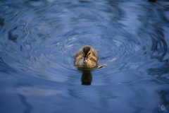 Baby Duck Background - High-quality free Photo from FreeArtBackgrounds.com