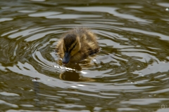 Baby Duck Background  - High-quality free Photo from FreeArtBackgrounds.com