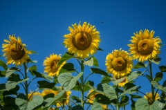 Background Sunflowers  - High-quality free Photo from FreeArtBackgrounds.com