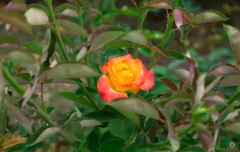 Background with Orange Rose - High-quality free Photo from FreeArtBackgrounds.com