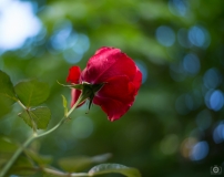 Background with Red Rose