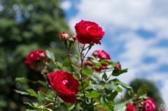 Background with Red Roses