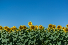 Background with Sunflowers  - High-quality free Photo from FreeArtBackgrounds.com
