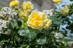 Background with Yellow Roses  - High-quality free Photo from FreeArtBackgrounds.com