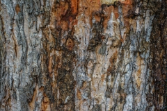 Bark Texture - High-quality free Photo from FreeArtBackgrounds.com