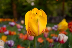 Beautiful Bicolor Tulip Background - High-quality free Photo from FreeArtBackgrounds.com