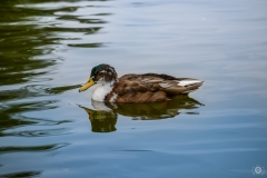 
Beautiful Brown Duck Background