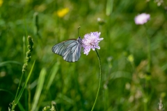 
Beautiful Butterfly Perched on Wild Flower Background