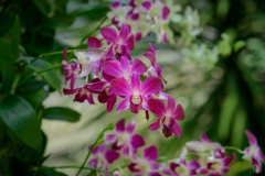 Beautiful Orchids Background - High-quality free Photo from FreeArtBackgrounds.com
