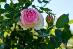 
Beautiful Rose Background