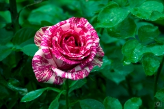 Beautiful Rose Bicolor Background - High-quality free Photo from FreeArtBackgrounds.com