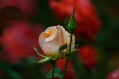 Beautiful Rose Bud Background - High-quality free Photo from FreeArtBackgrounds.com